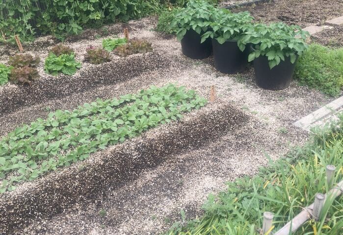 つばめの杜ひろばの農園