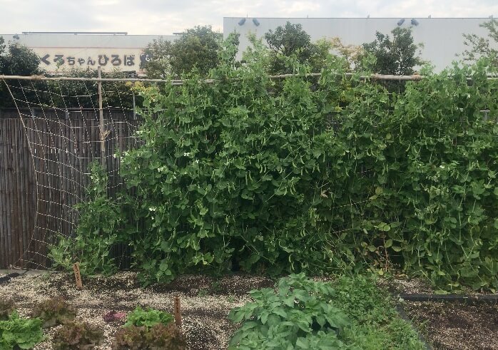 つばめの杜ひろばの菜園
